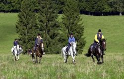 reiten-freiberge