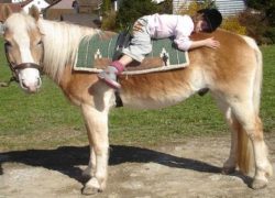 heilpädagogisches reiten-aargau