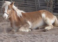 heilpädagogisches reiten-aargau