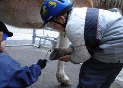 heilpädagogisches reiten-aargau