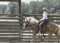 horsemanship-aargau