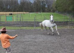 pferdegestütztes-coaching-schweiz