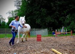 pferdegestütztes-coaching-schweiz