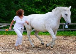 pferdegestütztes-coaching-schweiz
