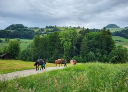 pferdetrekking-freiburg