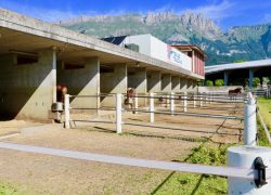westernreiten-stgallen