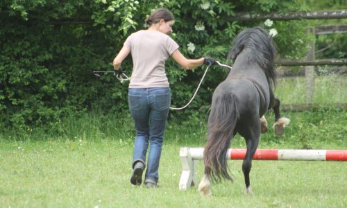 pferdetraining-zug