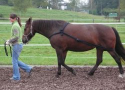 pferdetraining-zug