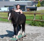 pferdetraining-zug
