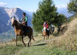 pferdetrekking-wallis-14