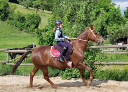 polo-aargau