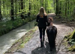 ponyspaziergang-stgallen