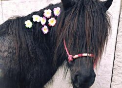 ponyreiten-thurgau
