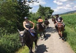 ponyreiten-aargau