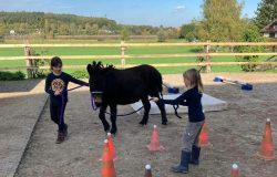 ponyreiten-bern