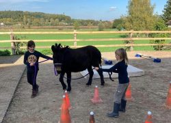 ponyreiten-bern