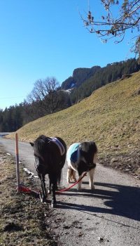 ponyreiten-grindelwald