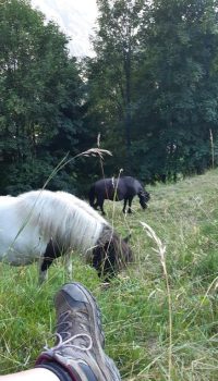 ponyreiten-grindelwald