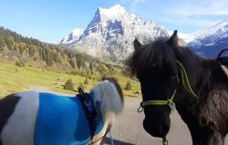 ponyreiten-grindelwald