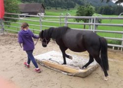 ponyreiten-luzern