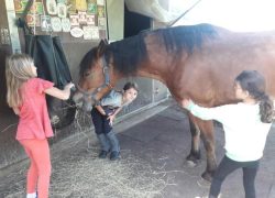 ponyreiten-luzern