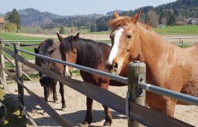 ponyreiten-zuerich