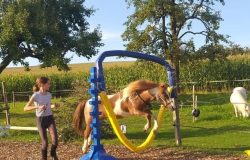 ponyreiten-zug
