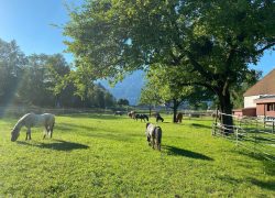 pferdepension-stgallen