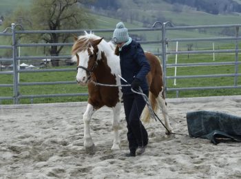 pferdetraining-basel