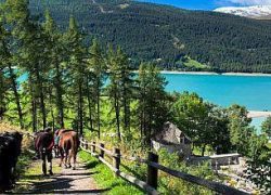 reiten-bayern