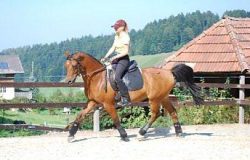 reiten bern
