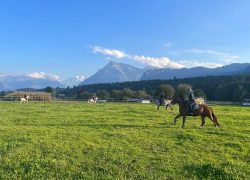 reiten-bern