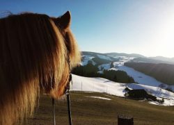 reiten-bern