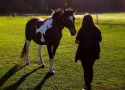 reiten-bern