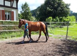 reiten-bern
