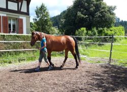 reiten-bern