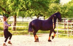 reiten-bern