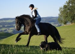 reiten-bern-6