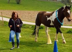 reiten-bern
