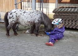 reiten-bern