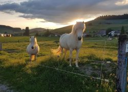 reiten-bern