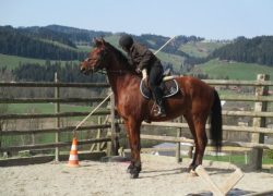 reiten-bern