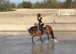 reiten-concours