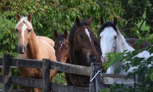 reiten-freiburg