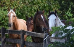 reiten-freiburg