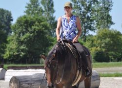 reiten freiburg