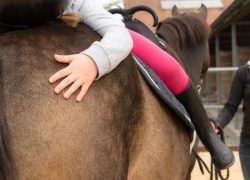 reittherapie-freiburg