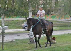 reiten freiburg