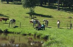 reiten-jura