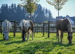 reiten-körpermitte